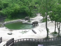 Moment emotionant surprins la o gradina zoologica din Coreea de Sud, dupa ce un pui de elefant a fost salvat de la inec.VIDEO