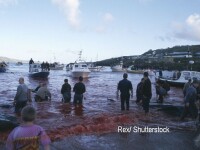 Feroezii au transformat marea intr-o baie de sange, dupa ce ar fi ucis 1000 de balene. De ce le vaneaza in fiecare an. FOTO
