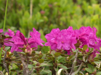 Bujorul de munte a inflorit in masivul Ciucas si, desi e protejat de lege, turistii il rup fara sa le pese de consecinte