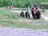 ursoaica cu 2 pui