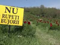 Rezervaţie unică în Europa, vandalizată. Florile se ofilesc imediat ce sunt tăiate