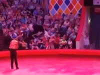 Panică la un circ din Rusia. Un struț s-a urcat peste spectatori și i-a lovit cu picioarele