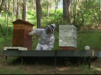 Invența care salvează viața albinelor. Cum arată dispozitivul de recoltare al veninului
