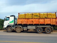 camion cu fructe