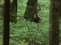 O ursoaică s-a năpustit asupra unei femei din Ungaria, la Lacul Sfânta Ana