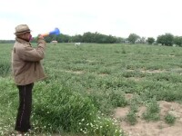 Agricultorii din Dăbuleni își păzesc zi și noapte pepenii. Ploile au compromis recoltele