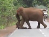 Imagini sfâșietoare. Cortegiu funerar al elefanților pentru puiul mort. VIDEO
