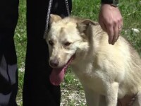 Lecții gratuite de dresaj canin în Brașov. Clienții sunt rugați să adopte din adăposturi