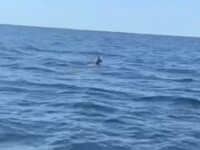 Ce au găsit în larg doi suceveni plecați în Deltă la pescuit. VIDEO