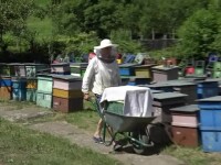 Ploile și gheața au distrus stupii apicultorilor. Prețurile la miere vor crește