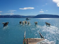 Câini de sanie care par că merg pe apă în Groenlanda. Poza face înconjurul lumii