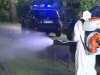 Ce spun autoritățile de la București despre invazia de țânțari
