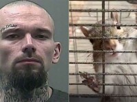 Motivul pentru care un bărbat a drogat o veveriță cu metamfetamină. VIDEO