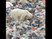 Urs polar înfometat, observat căutând mâncare într-o groapă de gunoi. Video viral
