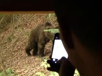 Observatoarele de animale sălbatice, o afacere de succes. Cât costă să vezi un urs în natură