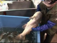 Americanii vor mânca somon modificat genetic fără să știe