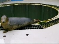 Focile pot să cânte și să imite sunetele oamenilor