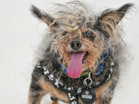 Cel mai urât căţel din lume a fost salvat de la eutanasiere