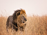 Doi lei au fost testaţi pozitiv cu coronavirus la un parc safari din India