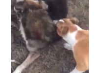 VIDEO ȘOCANT. Dosar penal pentru un tânăr care și-a asmuțit câinele să omoare un alt câine, legat de gard