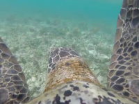 Imagini spectaculoase, filmate în Australia. Cum au fost surprinse 64.000 de broaște țestoase