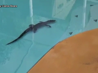 Aligator în piscină
