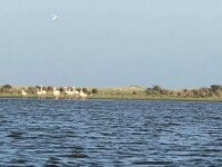 Apariție incredibilă. Cel mai mare grup de păsări flamingo văzut în ultimul secol în Delta Dunării