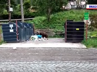 Un urs și-a făcut apariția în centrul stațiunii Băile Tușnad. Ce creatură l-a speriat