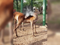 Un cerb plin de sânge i-a îngrozit pe vizitatorii grădinii zoologice din Galați. Ce s-a întâmplat