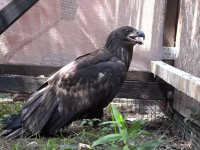 vultur codalb