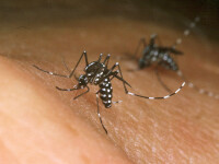 Pot țânțarii să transmită coronavirusul? Ce au descoperit cercetătorii italieni