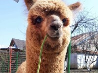 Pablo the alpaca