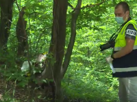 Descoperire șocantă într-o pădure din Dâmbovița. Bărbat găsit mort cu capul pe o piatră