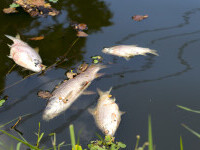 Pești morți pe Bega, după ploile torențiale de luni. Explicația fenomenului