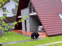 Urs filmat în Sinaia, în curtea unei case. Câinele nu reușește să-l alunge | VIDEO