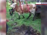 Pompierii din Botoșani au intervenit pentru salvarea unei vaci căzute într-o fosă dezafectată