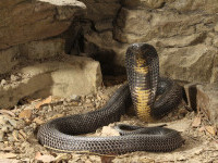 Un bărbat a orbit și a paralizat după ce a fost mușcat de o cobră regală. Era și bolnav de COVID, a doua oară