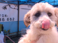 Târg de adopţii de animale organizat la un centru de echitaţie, în Capitală. „Nu vă cerem decât să-i iubiţi”