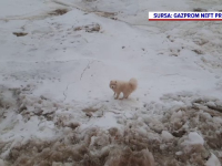 Câine salvat de pe un ghețar din Rusia de echipajul unui spărgător de gheață. Cum a ajuns acolo