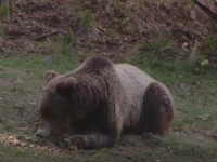 Un urs a terorizat un sat din Dâmbovița. S-a cerut ajutorul autorităților