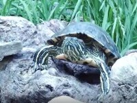 Fenomenul abandonării țestoaselor ia amploare în România. De ce renunță oamenii la ele