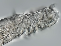Un animal microscopic a supravieţuit 24.000 de ani în permafrostul din Siberia