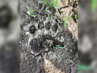 Alertă în Galați. Mai mulți oameni s-au întâlnit cu o ursoaică. În zonă nu au mai fost văzuți urși