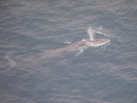 Un adolescent este în comă după un accident ciudat: O balenă a sărit pe barca sa