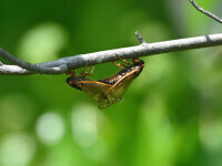Avionul presei de la Casa Albă nu a putut decola la timp din cauza unor insecte apărute după 17 ani