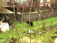 Localnicii unui sat din Mureș sunt terorizați de urs. Sălbăticiunea nu se mai teme de nimic: ”Așa mi-e de teamă”