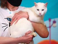 EURO 2020. Motanul rus Ahile a prognozat cine va câștiga meciul Turcia - Italia