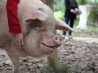 A murit porcul care a cucerit lumea după cutremurul devastator din 2008 din China