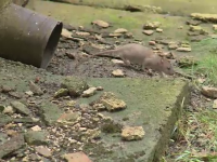 S-a deschis sezonul de vânătoare la șobolani în București. Ploaia încurcă planurile primăriei: ”Colcăie în tot cartierul”