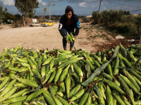 Israelul anunță reluarea limitată a exporturilor agricole din Fâşia Gaza